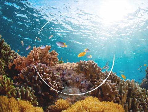 Circular economy, ecosystems and biodiversity