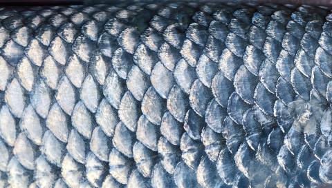 Fish scales