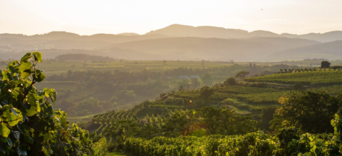 Photo of lush green landscape