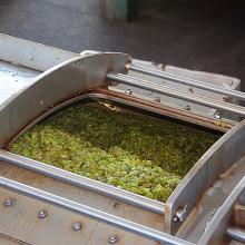 Arany Kapu grape marc processing