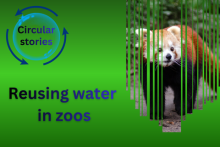 Circular stories – reusing water in zos, with a photo of a red panda
