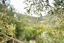 Healthy olive trees with green olives