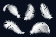 Feathers