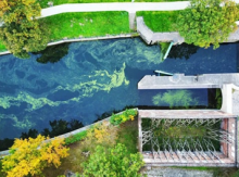 A waterway with green algae floating on it, flowing into concrete infrastructure