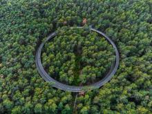 circular movement in a forest